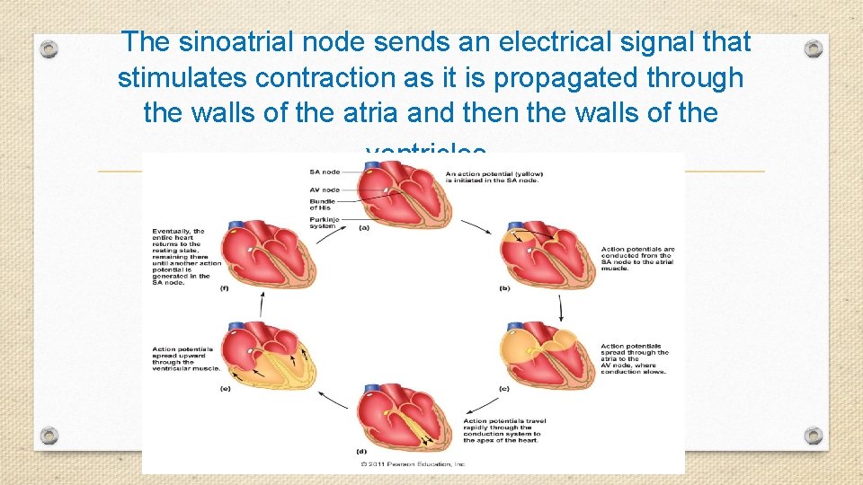 The sinoatrial node sends an electrical signal that stimulates contraction as it is propagated