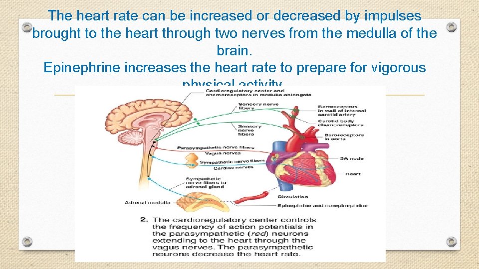 The heart rate can be increased or decreased by impulses brought to the heart