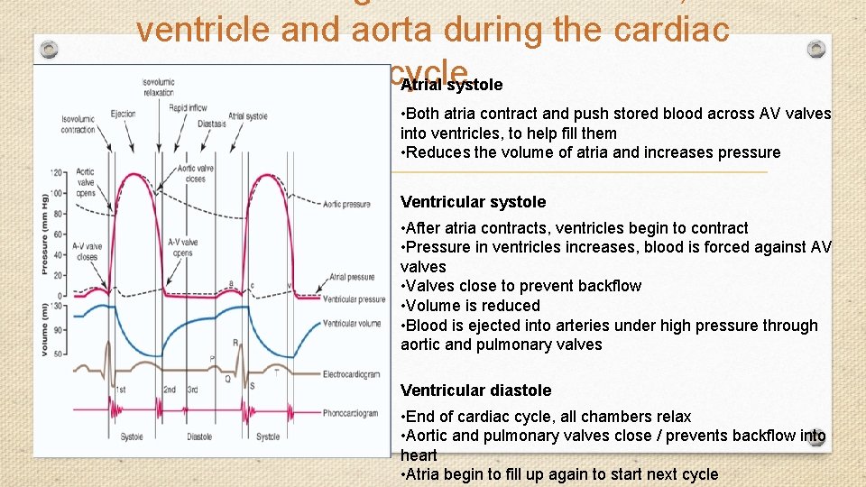 ventricle and aorta during the cardiac cycle. Atrial systole • Both atria contract and