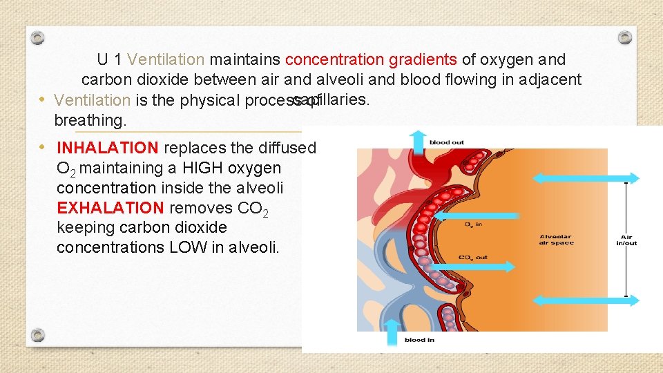 U 1 Ventilation maintains concentration gradients of oxygen and carbon dioxide between air and