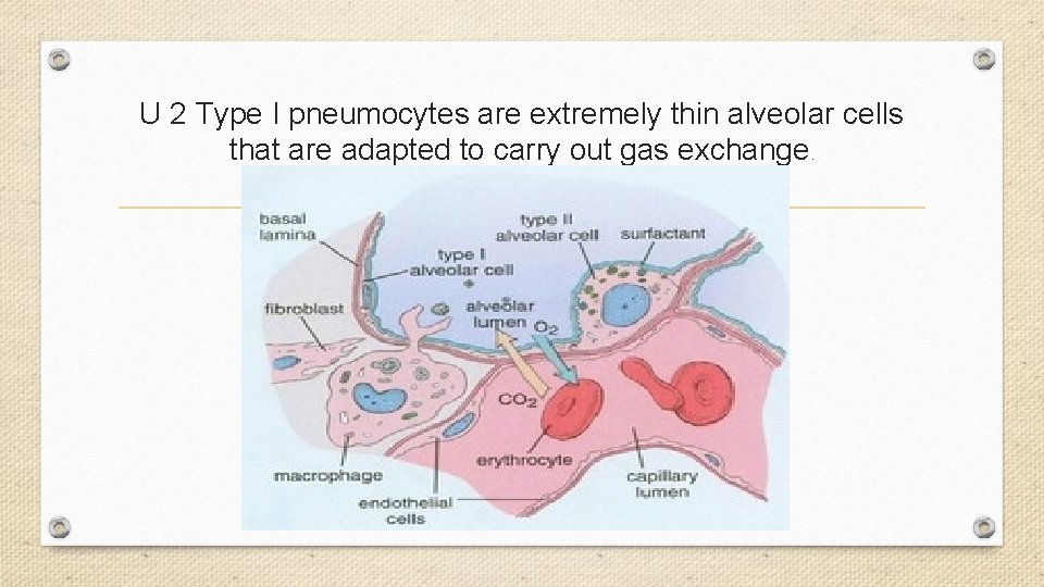U 2 Type I pneumocytes are extremely thin alveolar cells that are adapted to