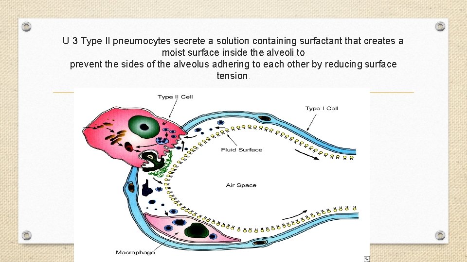 U 3 Type II pneumocytes secrete a solution containing surfactant that creates a moist