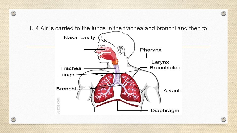 U 4 Air is carried to the lungs in the trachea and bronchi and