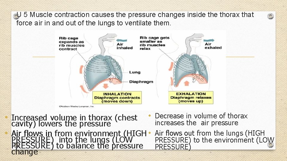 U 5 Muscle contraction causes the pressure changes inside thorax that force air in
