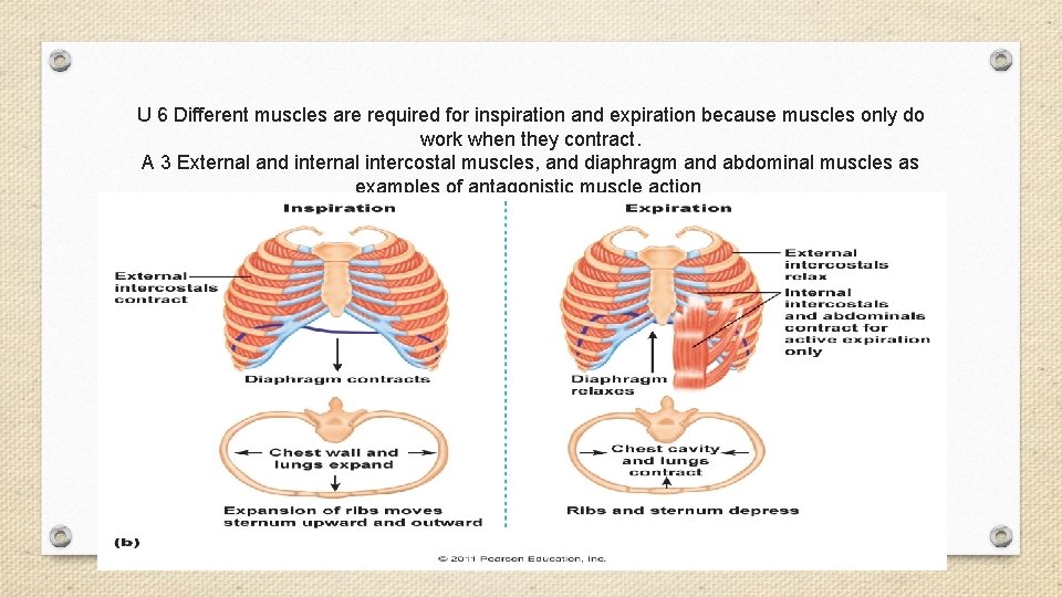 U 6 Different muscles are required for inspiration and expiration because muscles only do