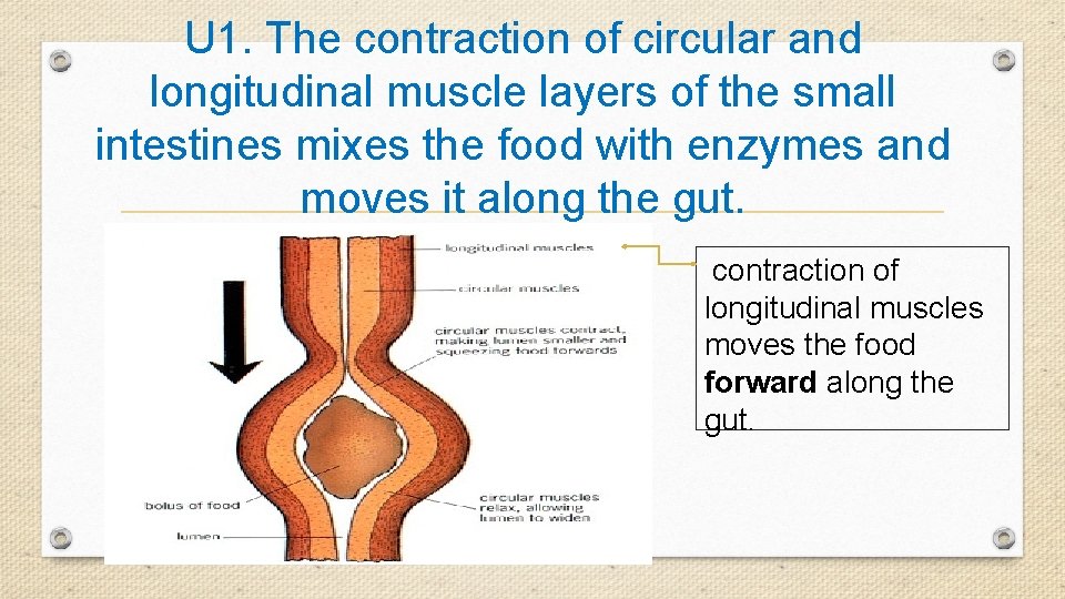 U 1. The contraction of circular and longitudinal muscle layers of the small intestines