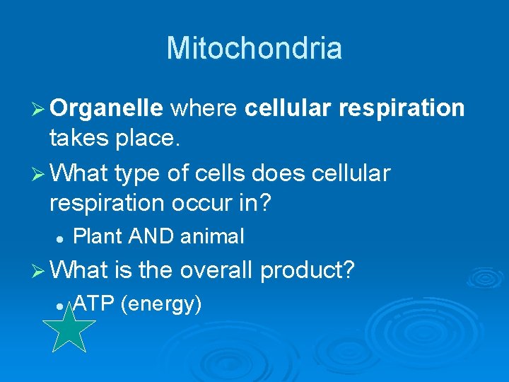 Mitochondria Ø Organelle where cellular respiration takes place. Ø What type of cells does