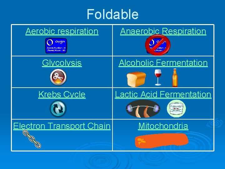 Foldable Aerobic respiration Anaerobic Respiration Glycolysis Alcoholic Fermentation Krebs Cycle Lactic Acid Fermentation Electron