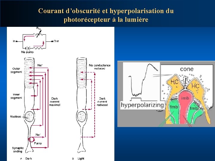 Courant d’obscurité et hyperpolarisation du photorécepteur à la lumière 