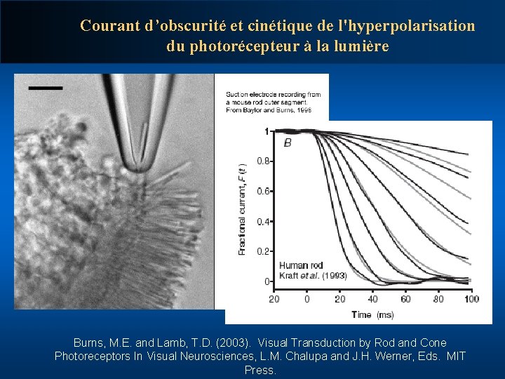 Courant d’obscurité et cinétique de l'hyperpolarisation du photorécepteur à la lumière Burns, M. E.