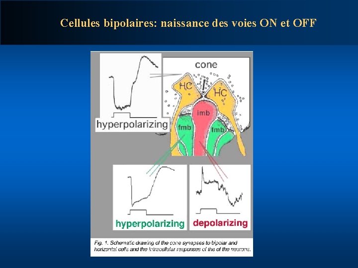 Cellules bipolaires: naissance des voies ON et OFF 