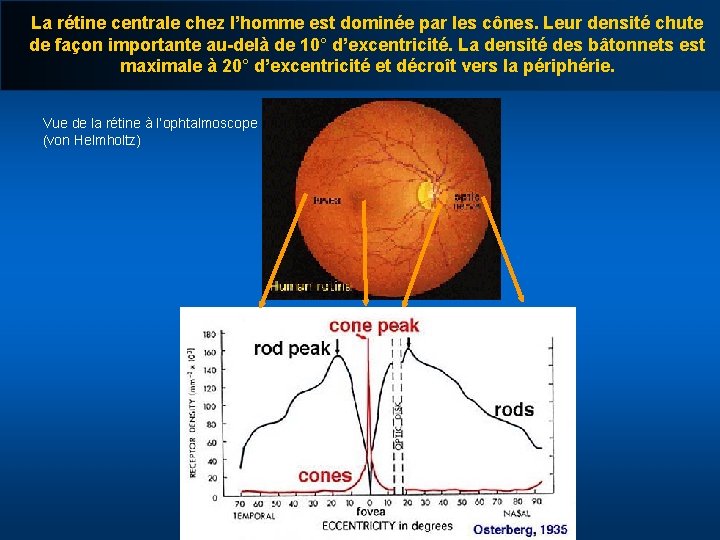 La rétine centrale chez l’homme est dominée par les cônes. Leur densité chute de