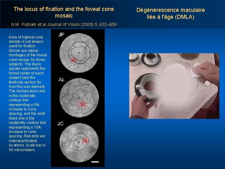 The locus of fixation and the foveal cone mosaic N. M. Putnam et al