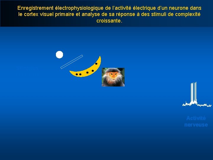 Enregistrement électrophysiologique de l’activité électrique d’un neurone dans le cortex visuel primaire et analyse