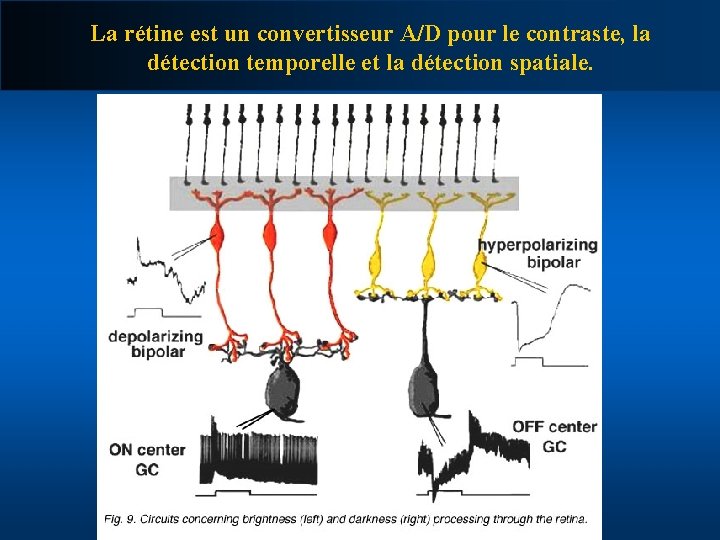 La rétine est un convertisseur A/D pour le contraste, la détection temporelle et la