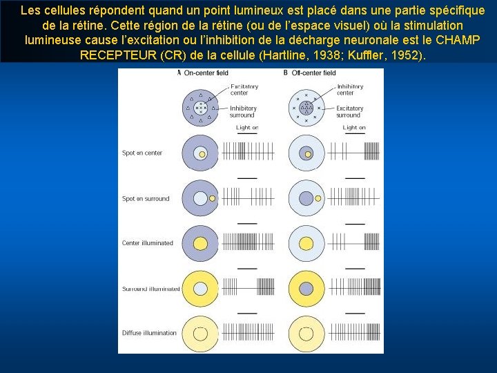 Les cellules répondent quand un point lumineux est placé dans une partie spécifique de