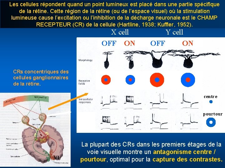 Les cellules répondent quand un point lumineux est placé dans une partie spécifique de