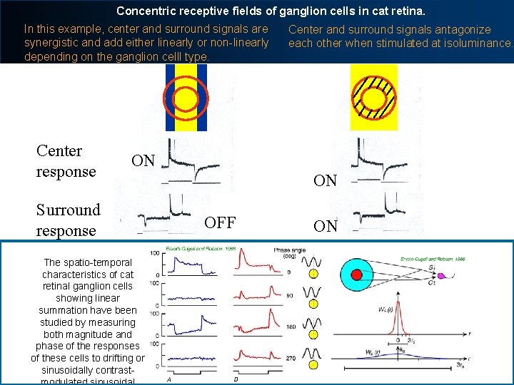 Concentric receptive fields of ganglion cells in cat retina. In this example, center and