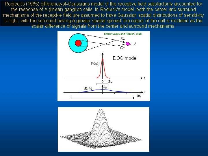 Rodieck's (1965) difference-of-Gaussians model of the receptive field satisfactorily accounted for the response of