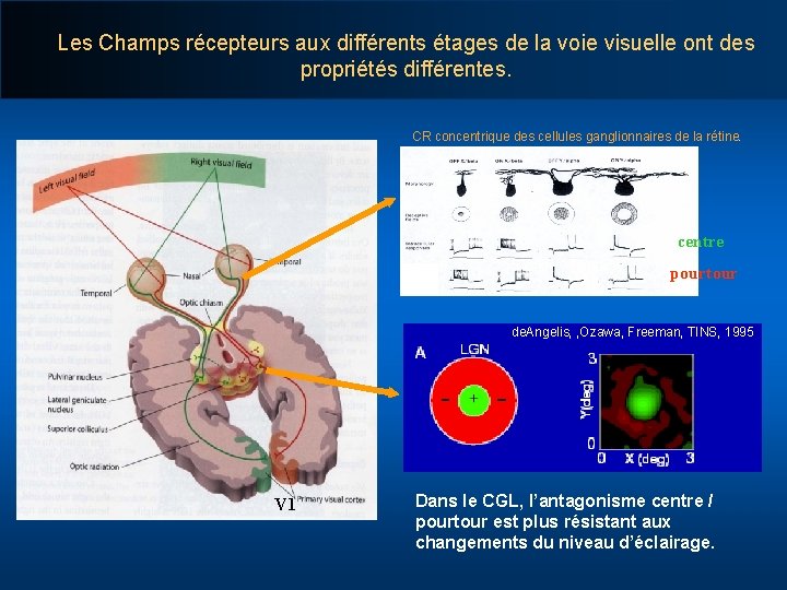 Les Champs récepteurs aux différents étages de la voie visuelle ont des propriétés différentes.