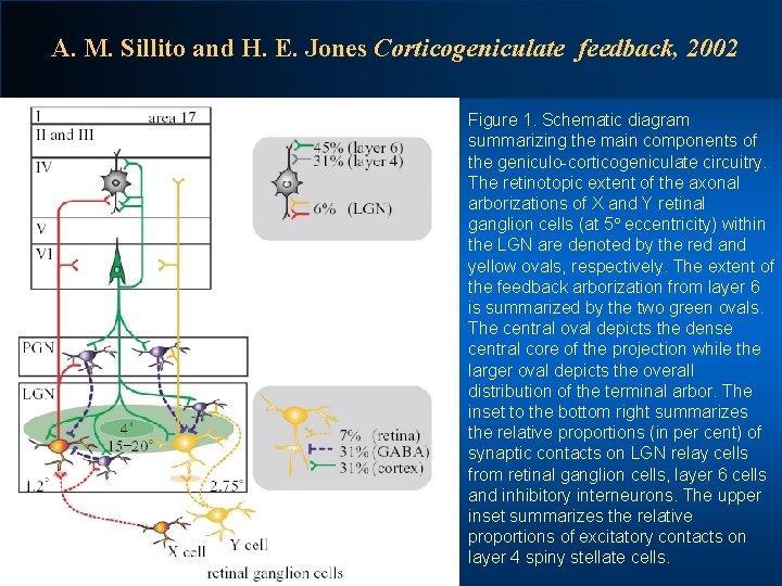 A. M. Sillito and H. E. Jones Corticogeniculate feedback, 2002 Figure 1. Schematic diagram