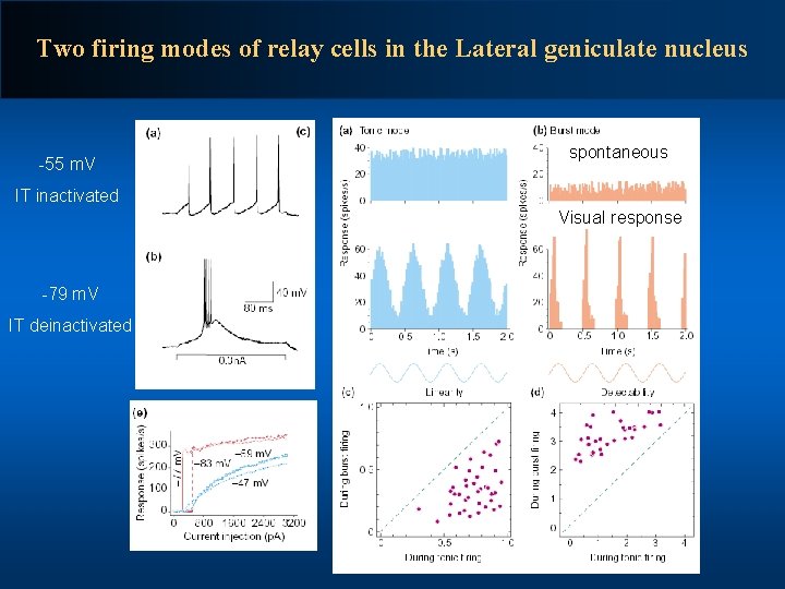 Two firing modes of relay cells in the Lateral geniculate nucleus -55 m. V