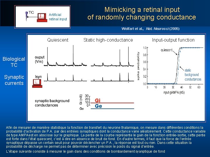Artificial retinal input Mimicking a retinal input of randomly changing conductance Wolfart et al.