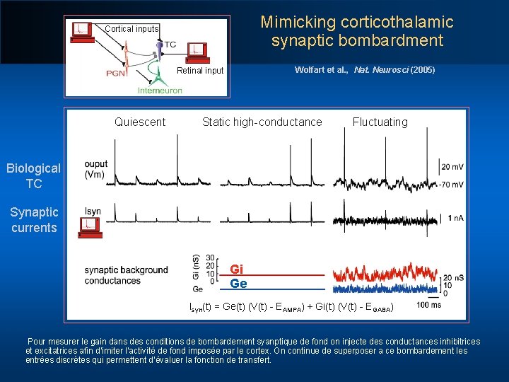 Mimicking corticothalamic synaptic bombardment Cortical inputs Wolfart et al. , Nat. Neurosci (2005) Retinal