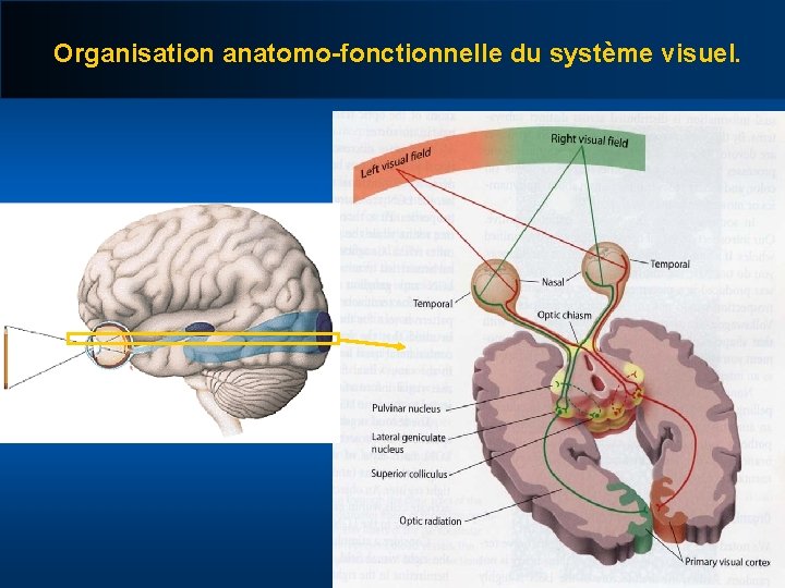 Organisation anatomo-fonctionnelle du système visuel. 