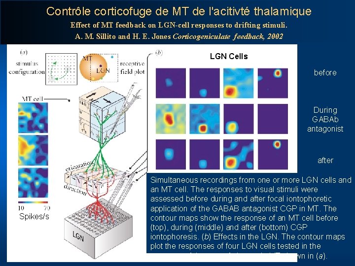 Contrôle corticofuge de MT de l'acitivté thalamique Effect of MT feedback on LGN-cell responses