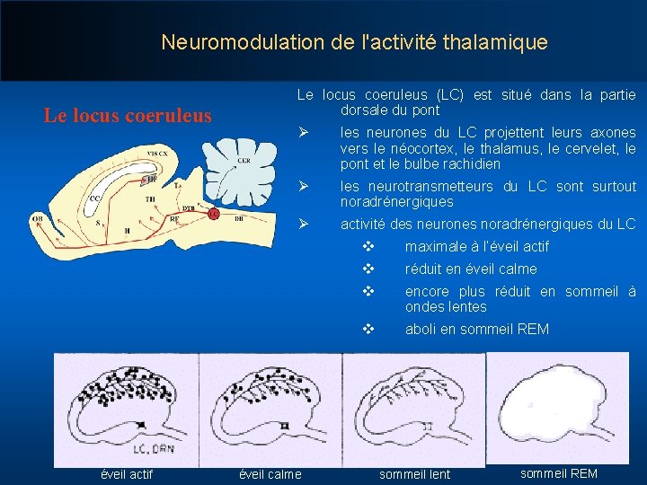 Neuromodulation de l'activité thalamique Le locus coeruleus éveil actif Le locus coeruleus (LC) est