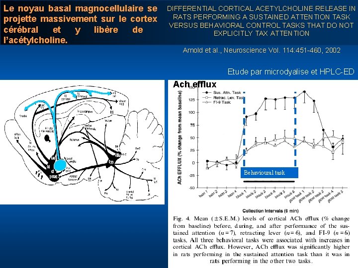 Le noyau basal magnocellulaire se projette massivement sur le cortex cérébral et y libère