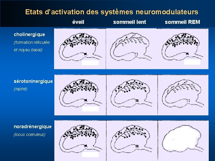 Etats d’activation des systèmes neuromodulateurs éveil cholinergique (formation réticulée et noyau basal) sérotoninergique (raphé)
