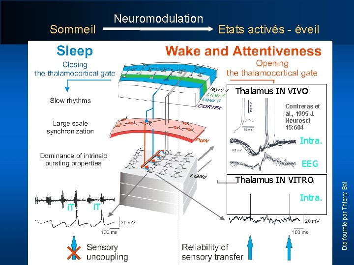 Sommeil Neuromodulation Etats activés - éveil Thalamus IN VIVO Contreras et al. , 1995