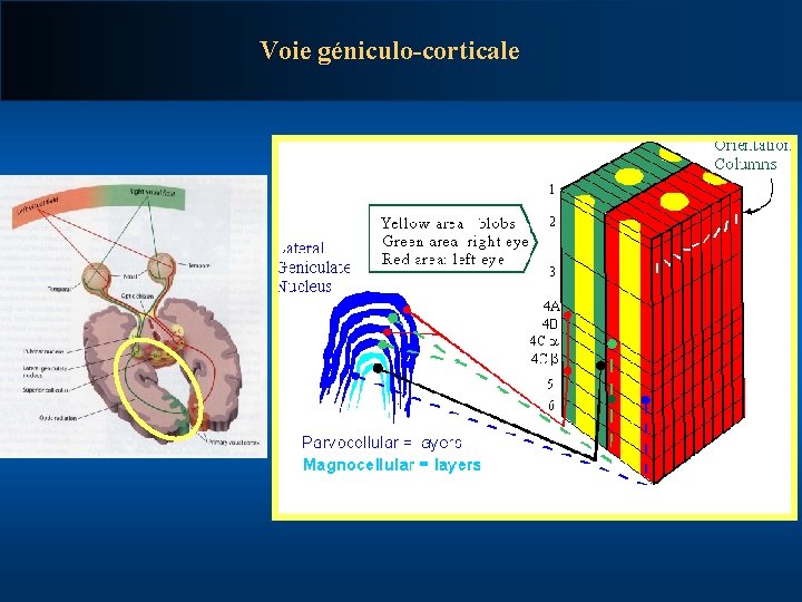 Voie géniculo-corticale 