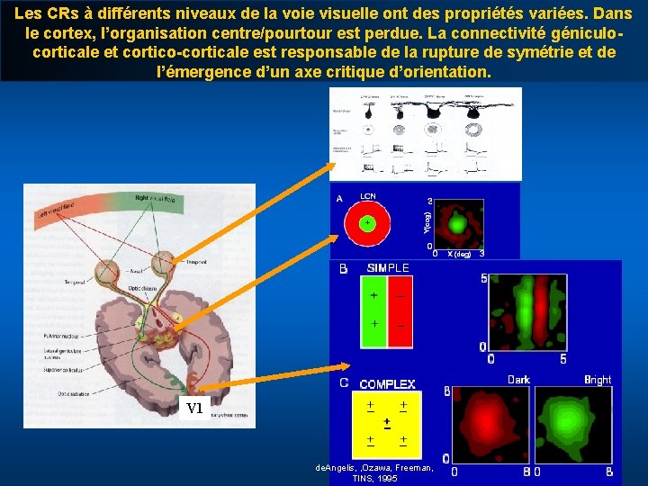 Les CRs à différents niveaux de la voie visuelle ont des propriétés variées. Dans