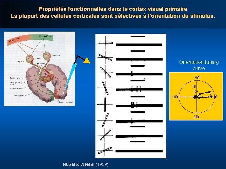 Propriétés fonctionnelles dans le cortex visuel primaire La plupart des cellules corticales sont sélectives