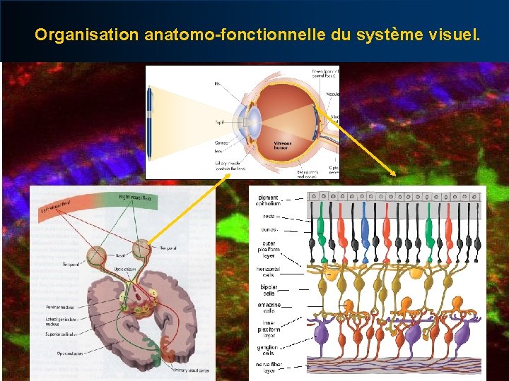 Organisation anatomo-fonctionnelle du système visuel. 