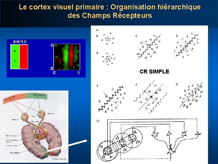Le cortex visuel primaire : Organisation hiérarchique des Champs Récepteurs CR SIMPLE 
