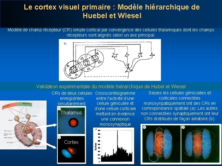 Le cortex visuel primaire : Modèle hiérarchique de Huebel et Wiesel Modèle de champ