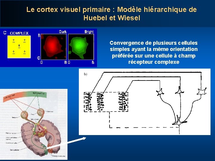 Le cortex visuel primaire : Modèle hiérarchique de Huebel et Wiesel Convergence de plusieurs