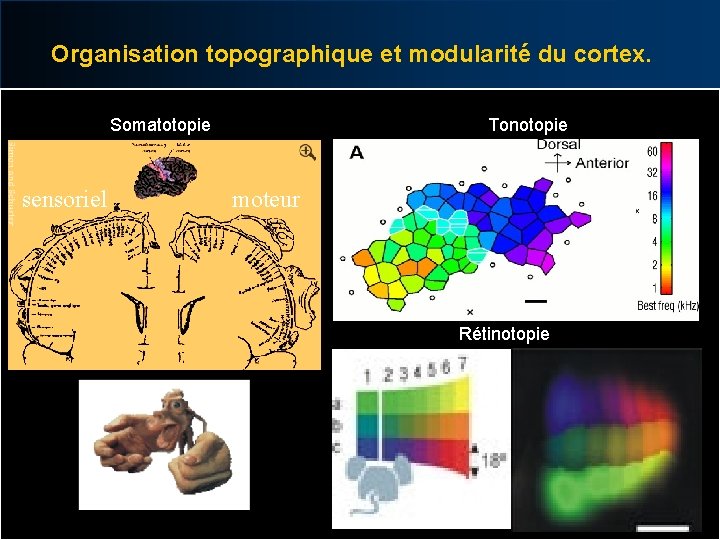 Organisation topographique et modularité du cortex. Somatotopie sensoriel Tonotopie moteur Rétinotopie 