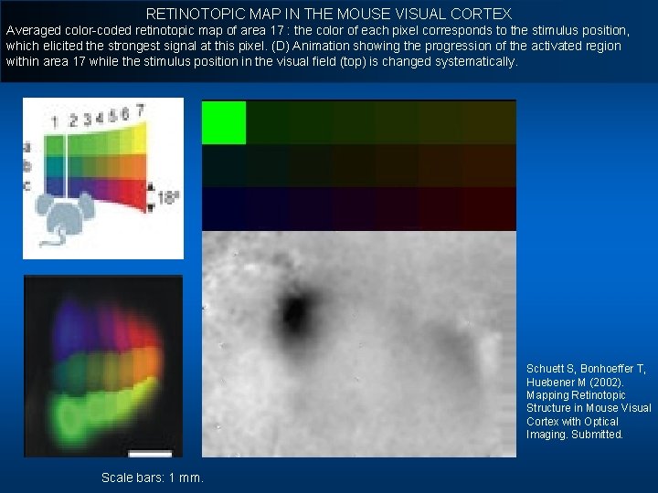 RETINOTOPIC MAP IN THE MOUSE VISUAL CORTEX Averaged color-coded retinotopic map of area 17