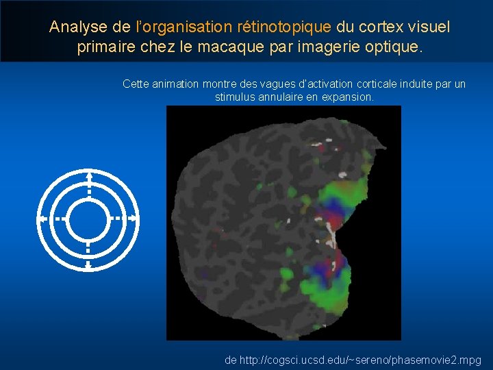 Analyse de l’organisation rétinotopique du cortex visuel primaire chez le macaque par imagerie optique.