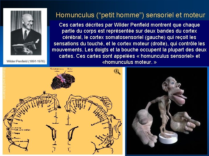 Homunculus (“petit homme”) sensoriel et moteur Ces cartes décrites par Wilder Penfield montrent que