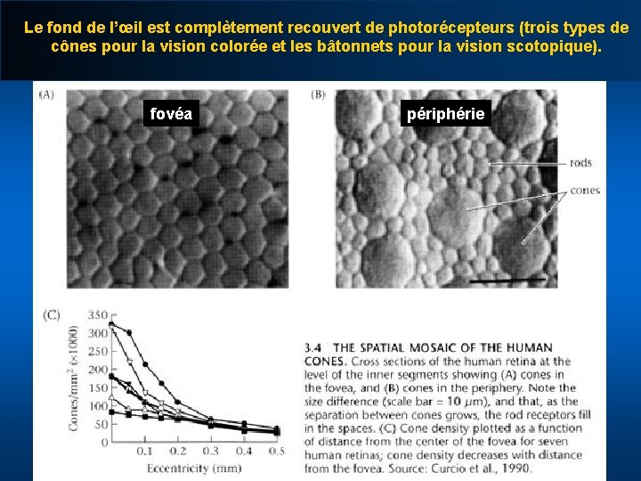 Le fond de l’œil est complètement recouvert de photorécepteurs (trois types de cônes pour