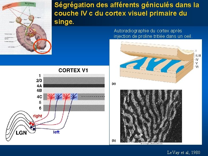 Ségrégation des afférents géniculés dans la couche IV c du cortex visuel primaire du