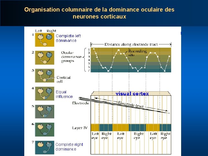Organisation columnaire de la dominance oculaire des neurones corticaux 