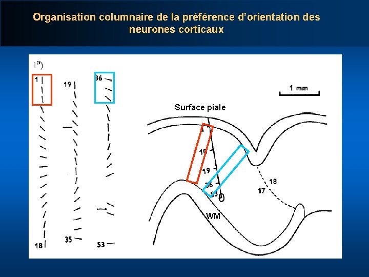 Organisation columnaire de la préférence d’orientation des neurones corticaux Surface piale WM 