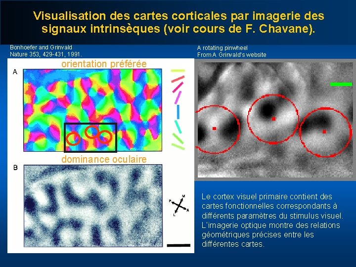 Visualisation des cartes corticales par imagerie des signaux intrinsèques (voir cours de F. Chavane).